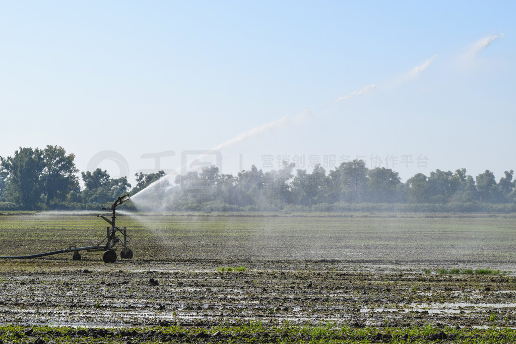 甜瓜领域的灌溉系统。浇灌田地。洒水器. 瓜田灌溉系统。浇灌田地。洒水器